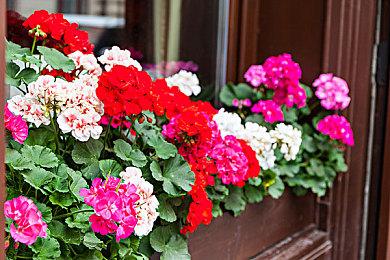 关税政策还在发力 任天堂推迟加拿大Switch2预售计划